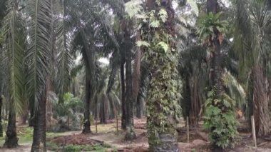 Vittaria ensiforis eğreltiotu palmiye gövdesinde filizleniyor.