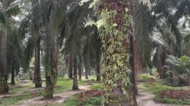 Vittaria ensiforis eğreltiotu palmiye gövdesinde filizleniyor.