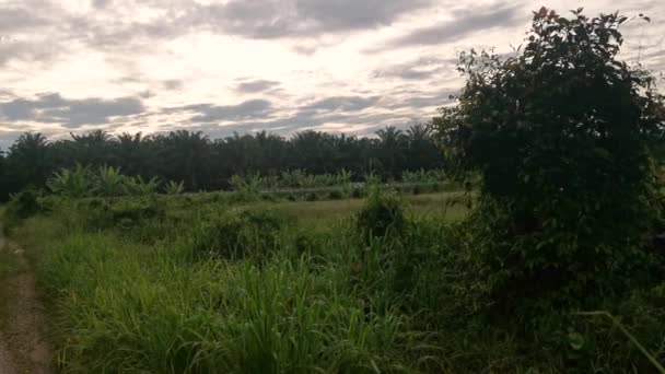 Early Morning Scene While Walking Narrow Rural Pathway — Stock Video