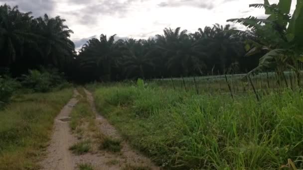 Cena Manhã Cedo Enquanto Caminhava Caminho Rural Estreito — Vídeo de Stock