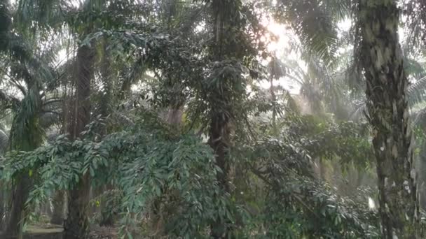 Árvore Ficus Microcarpa Brotando Tronco Palmeira — Vídeo de Stock