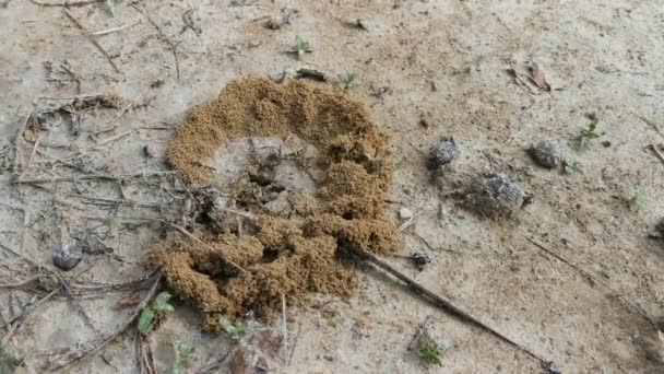 Semut Merah Berpasir Sarang Tanah — Stok Video