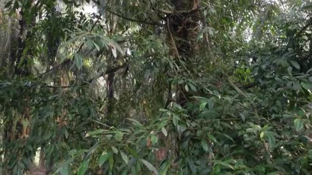 フィカス マイクロカルパの木がヤシの幹から突き出ている — ストック動画
