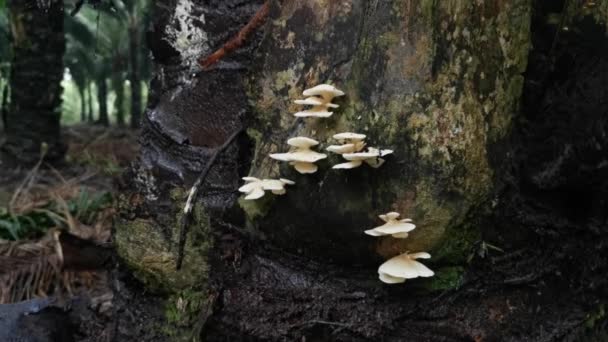 Embudo Blanco Forma Abanico Hongos Woodcap — Vídeos de Stock