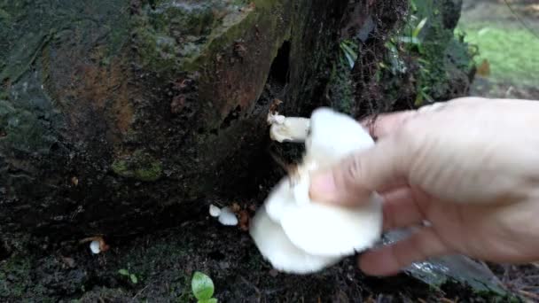 Embudo Blanco Forma Abanico Hongos Woodcap — Vídeos de Stock