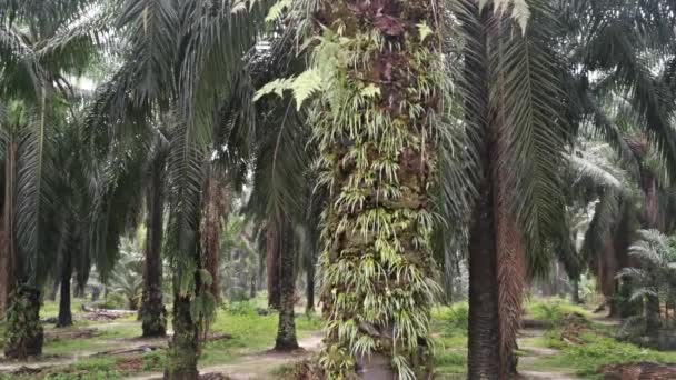Vittaria Ensiformis Fern Растет Вокруг Ствола Пальмы — стоковое видео