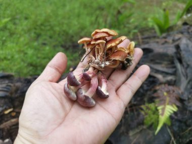 Bagajda çeşitli jimnastik mantarları var..