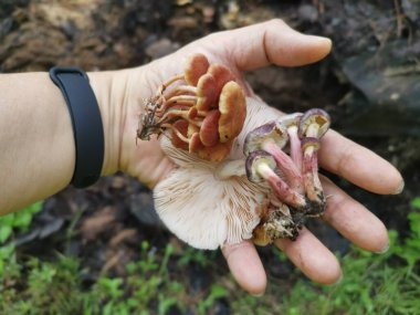 Bagajda çeşitli jimnastik mantarları var..