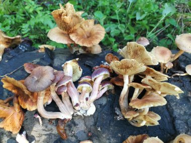 Bagajda çeşitli jimnastik mantarları var..