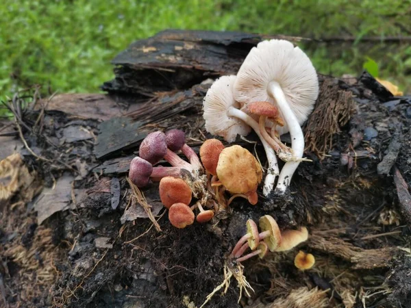 variety of gymnopilus species mushrooms on the dead trunk.