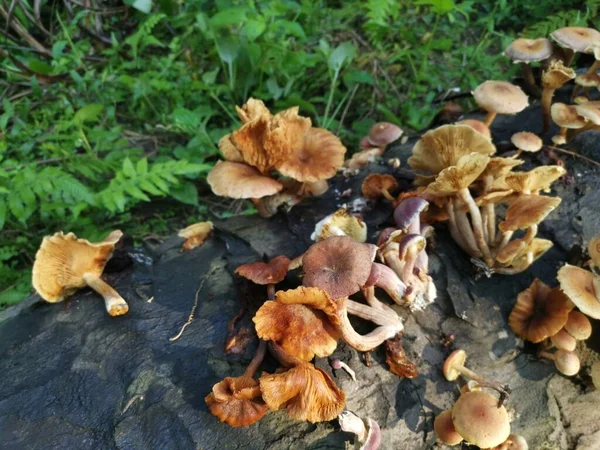 variety of gymnopilus species mushrooms on the dead trunk.