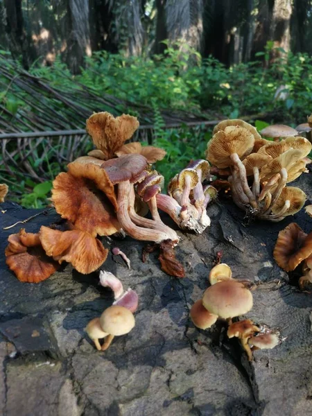variety of gymnopilus species mushrooms on the dead trunk.