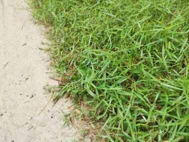 Vahşi Dynodon Dactylon otlarıyla dolu bir alan.