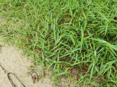 field full of wild dynodon dactylon grass clipart