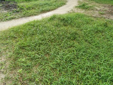 Vahşi Dynodon Dactylon otlarıyla dolu bir alan.