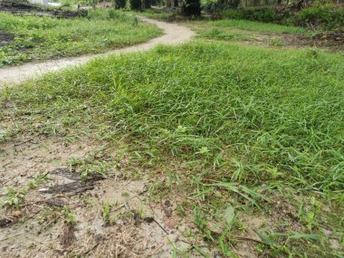 Vahşi Dynodon Dactylon otlarıyla dolu bir alan.