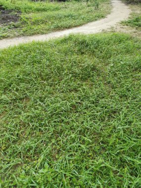 Vahşi Dynodon Dactylon otlarıyla dolu bir alan.