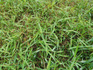 Vahşi Dynodon Dactylon otlarıyla dolu bir alan.