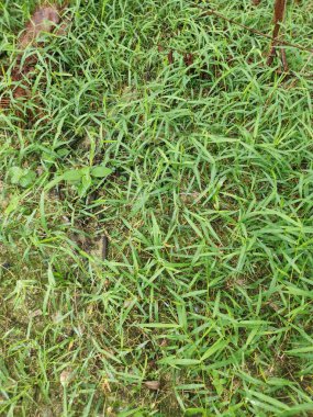 Vahşi Dynodon Dactylon otlarıyla dolu bir alan.