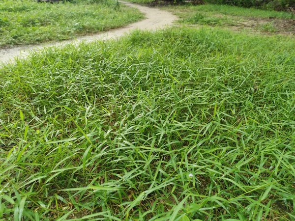 Vahşi Dynodon Dactylon otlarıyla dolu bir alan.