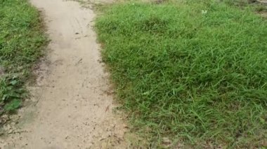 Vahşi Dynodon Dactylon otlarıyla dolu bir alan.