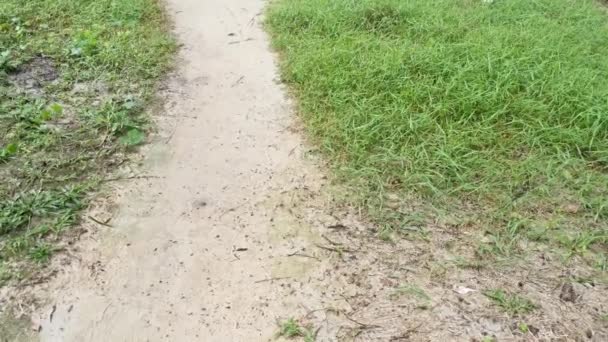 Campo Cheio Grama Selvagem Dynodon Dactylon — Vídeo de Stock