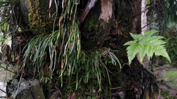棕榈树干上的湿叶状玻璃体 大黄和苔藓蕨类 — 图库视频影像