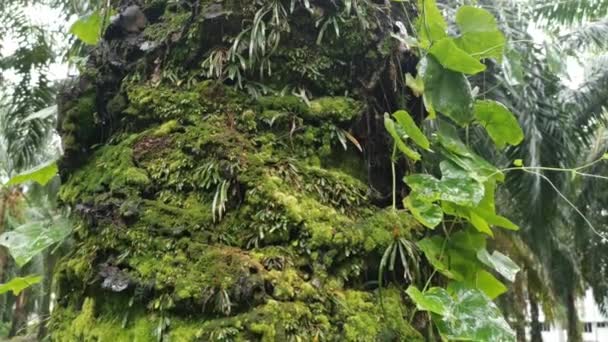 Wet Leafy Vittaria Davallia Mossy Fern Palm Trunk — Stock Video