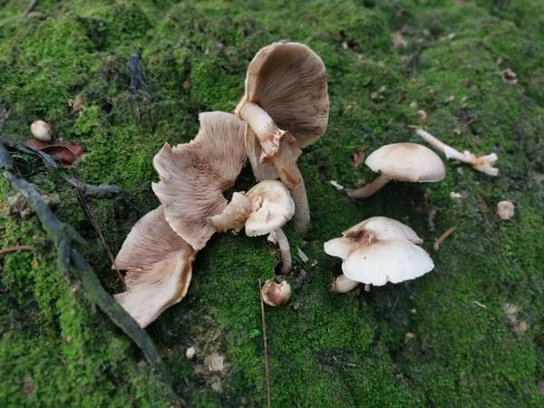 the wild funnel fan-shaped coincap mushrooms.