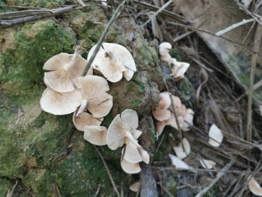 Vahşi huni vantilatör şeklindeki bozuk para mantarları..