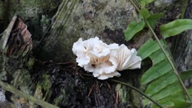 Vahşi huni vantilatör şeklindeki bozuk para mantarları..