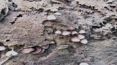 Çiftlikteki vahşi Psathyrella mantarları