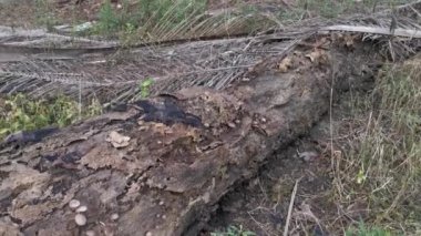 Çiftlikteki vahşi Psathyrella mantarları