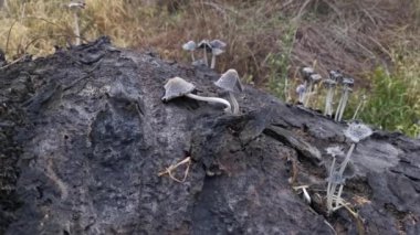 Çiftlikteki vahşi Psathyrella mantarları