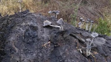 Çiftlikteki vahşi Psathyrella mantarları