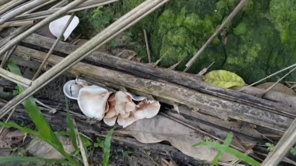 Entonnoir Sauvage Forme Cône Champignon Chapeau Conique — Video