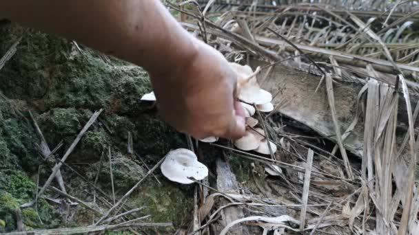 Wilde Trechter Waaier Vormige Coincap Champignons — Stockvideo