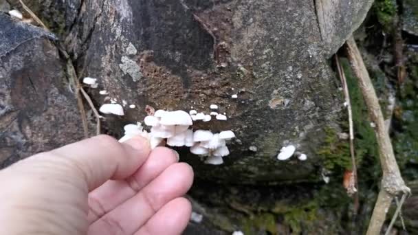 Hongos Psathyrella Silvestres Plantación — Vídeo de stock