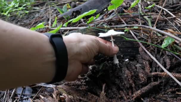 Hongos Psathyrella Silvestres Plantación — Vídeos de Stock