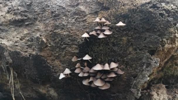 Wild Psathyrella Fungi Plantation — Stock videók