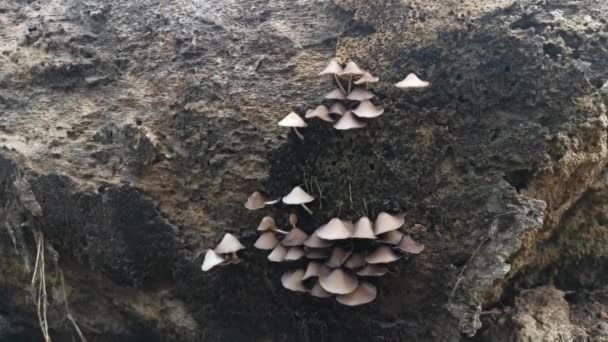 Hongos Psathyrella Silvestres Plantación — Vídeos de Stock