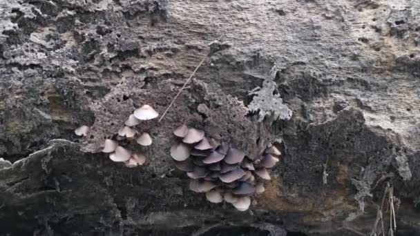 Hongos Psathyrella Silvestres Plantación — Vídeos de Stock