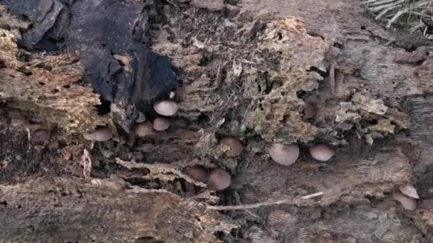 Wilde Psathyrella Schimmels Plantage — Stockvideo