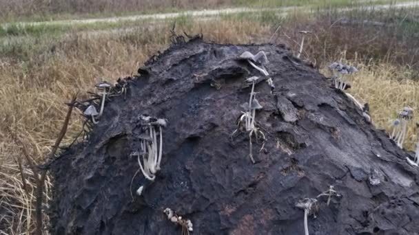 Hongos Psathyrella Silvestres Plantación — Vídeo de stock