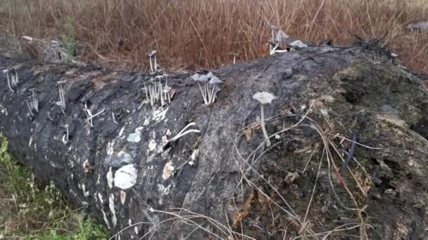 Hongos Psathyrella Silvestres Plantación — Vídeo de stock