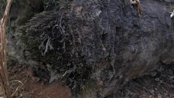 Hongos Psathyrella Silvestres Plantación — Vídeos de Stock