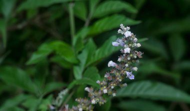Buda asiatikası, yumuşak yaprak döken çalı bitkisi.. 