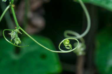 Bitkinin filizinin yakın plan çekimi. 