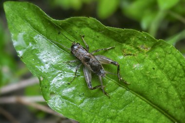 Yeşil yaprak üzerinde acheta domesticus