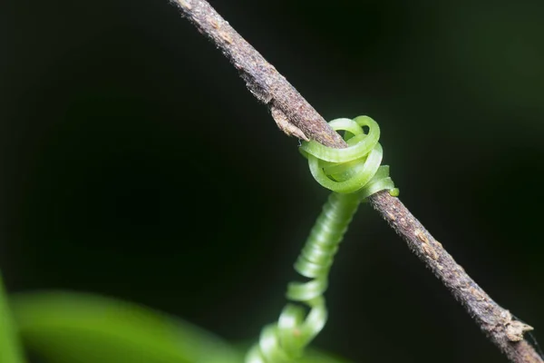 closeup shot of the plant\'s tendril